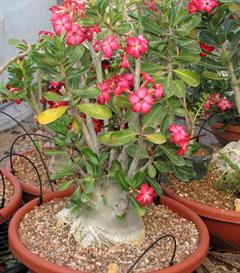 آدنیوم، رز صحرایی